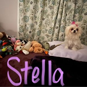 Just for smiles! My new addition this year, Stella! She is 9 months today!